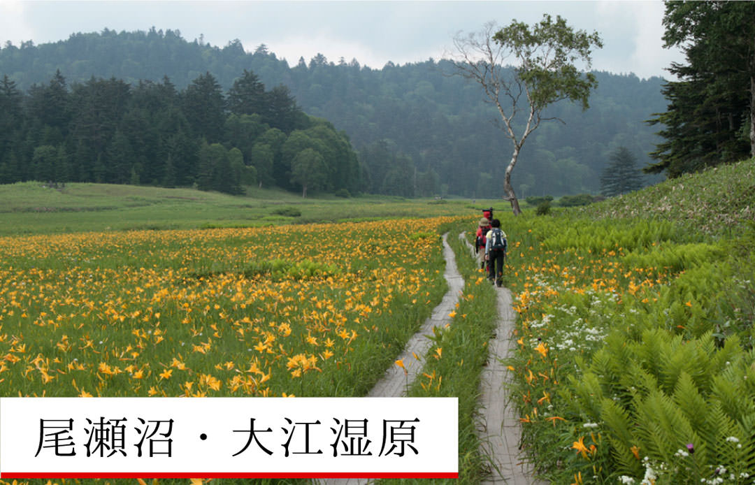 尾瀬沼・大江湿原