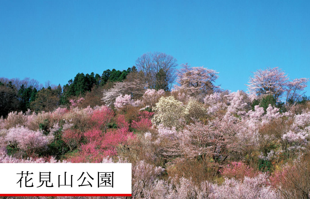 花見山公園